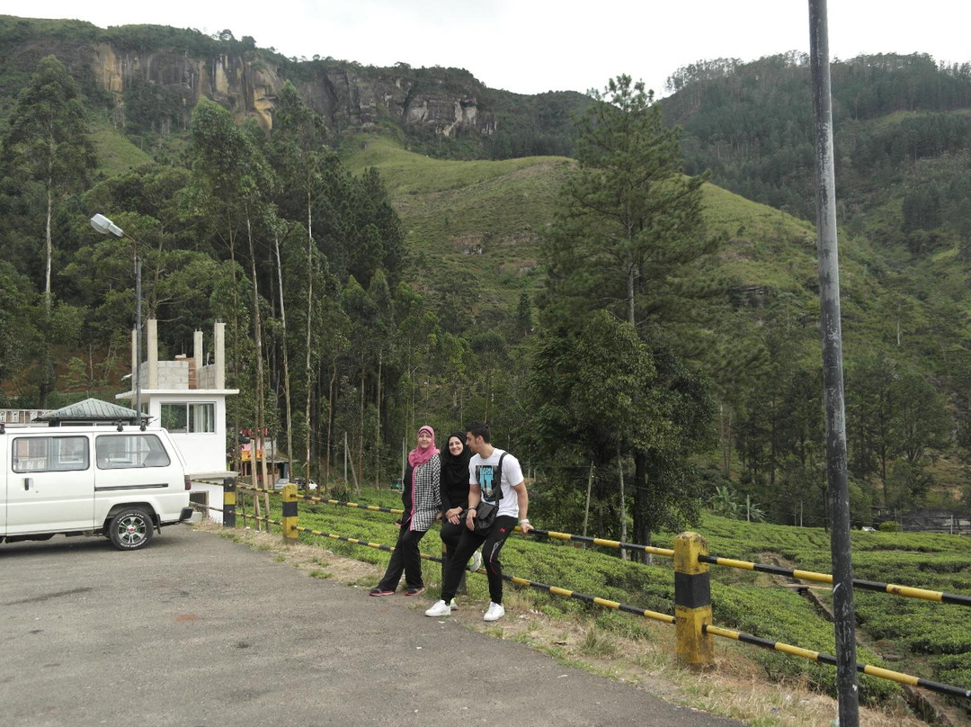 蓝田茶园景点图片