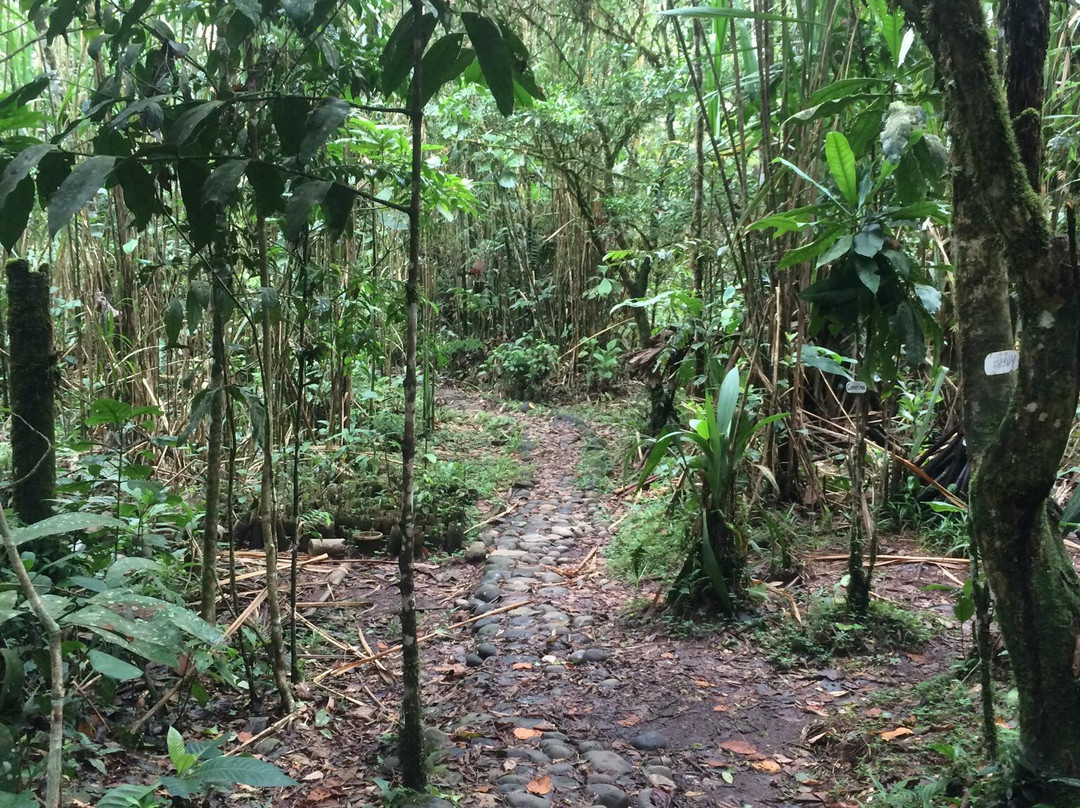 Parque Etnobotanico Omaere景点图片