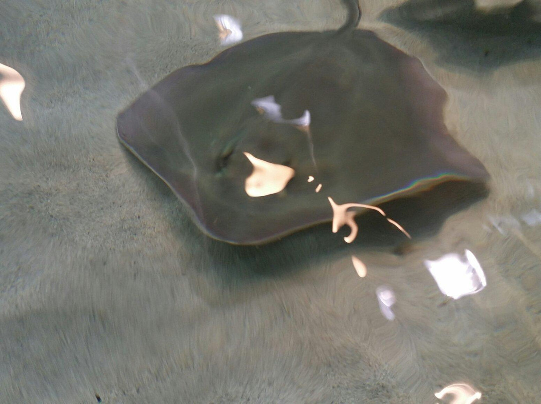 Stingray Reef 215 Kipp Ave-克马必去景点