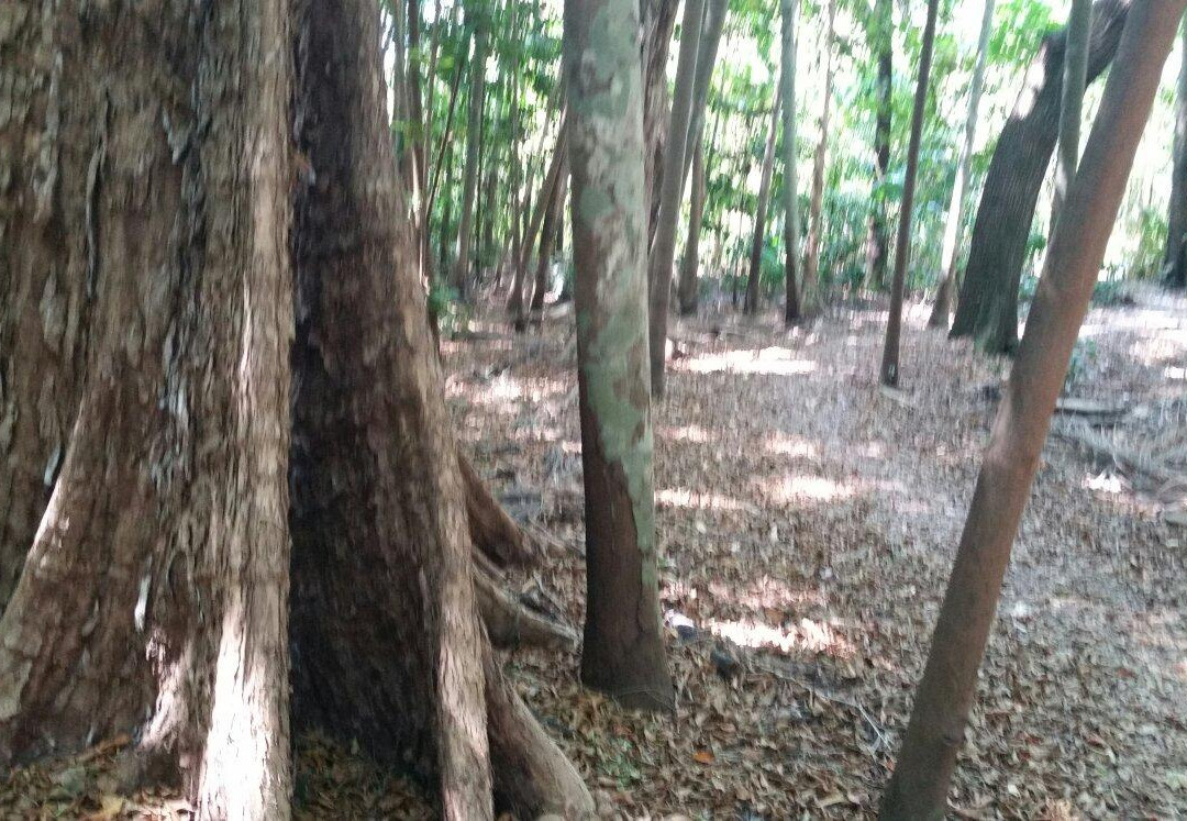 Holmes Jungle Nature Park-达尔文市必去景点