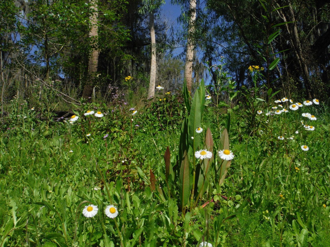 Peace River Paddle Sports & Kuleana Adventures - Day Trips-Wauchula必去景点