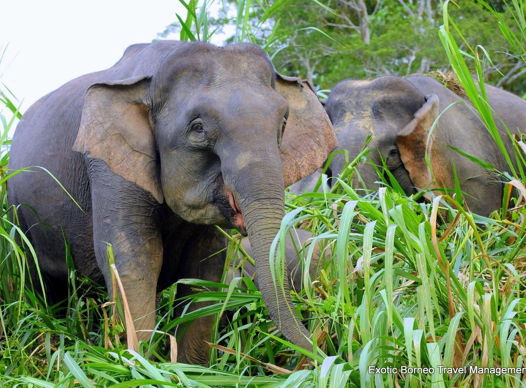 Exotic Borneo Travel Management-亚庇必去景点