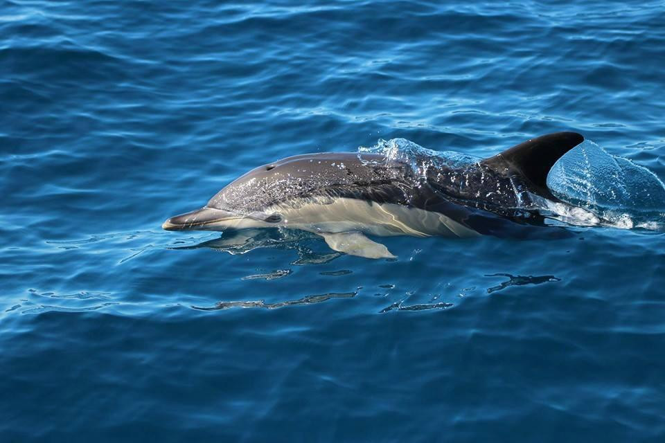 Orca Wild Adventures-陶兰加必去景点