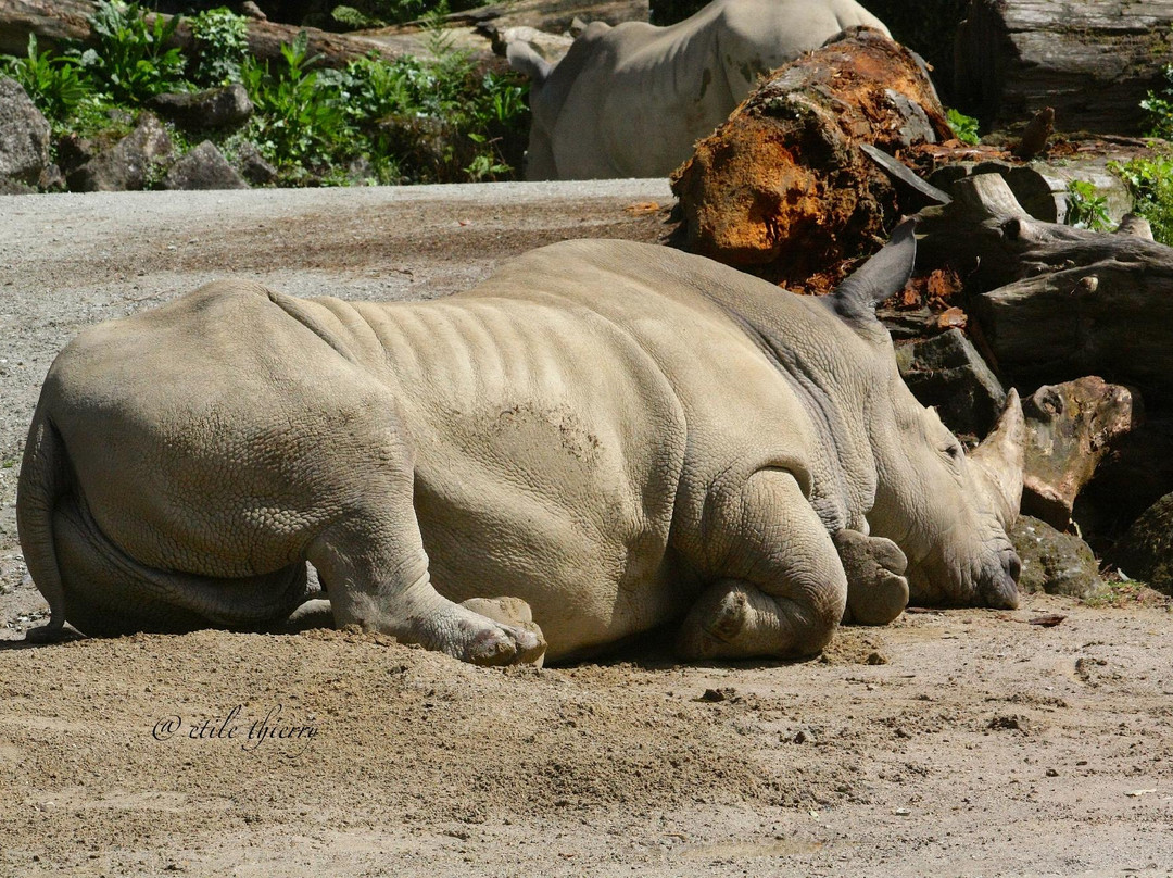 奥克兰动物园-奥克兰中心地区必去景点