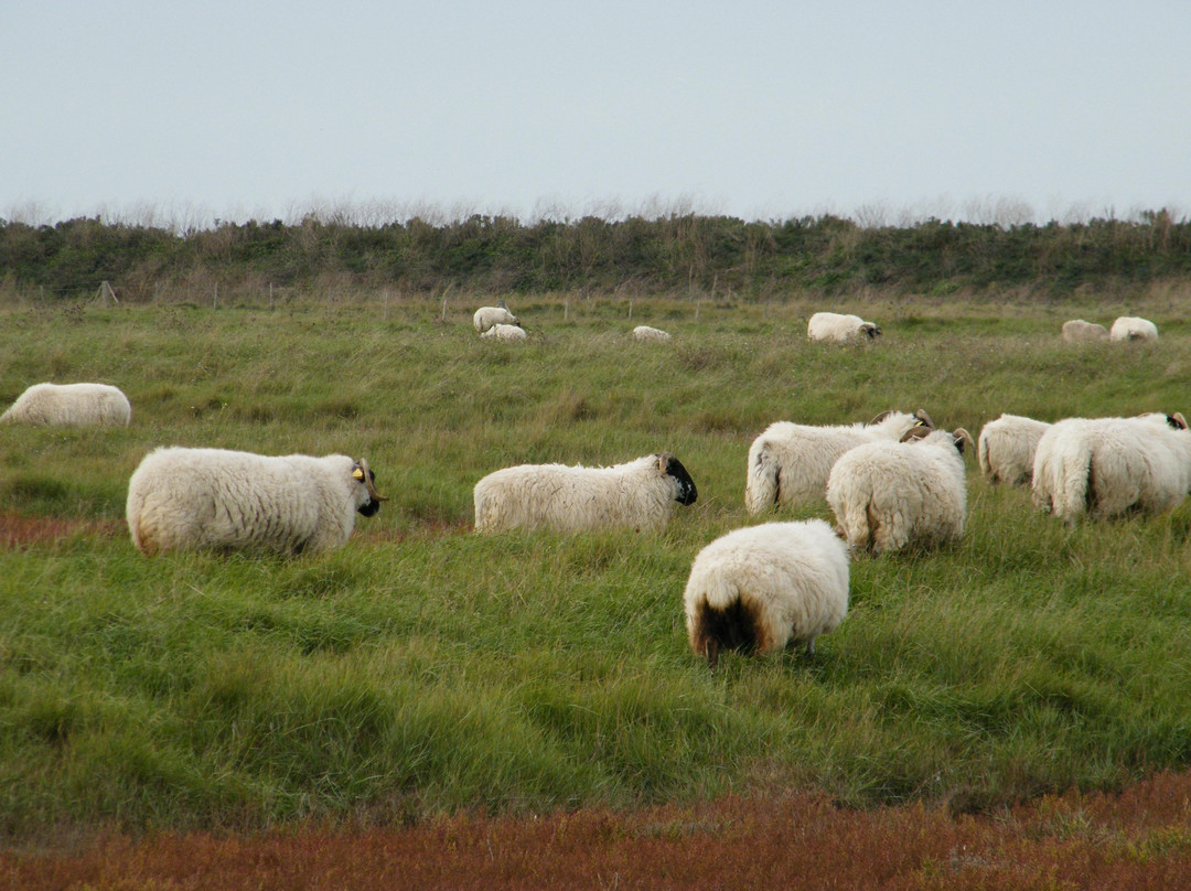 Saint Nazaire sur Charente旅游景点-Réserve Naturelle Nationale Moëze-Oléron