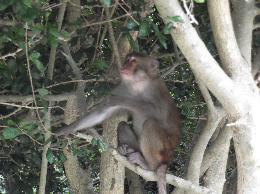 Monkey Island-卡巴必去景点