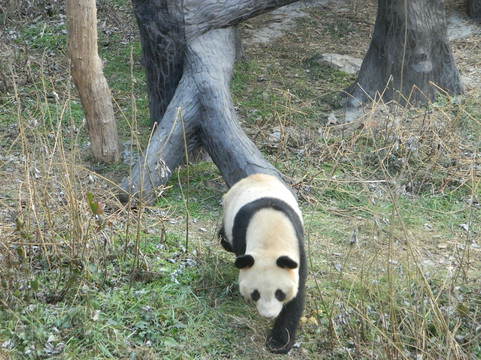 红山森林动物园-南京市必去景点