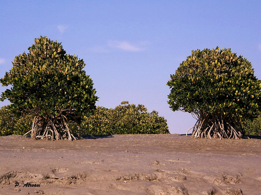 Mangrove Forests of Qeshm景点图片