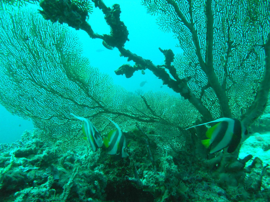 Love Bubble Social Diving-诺西贝必去景点