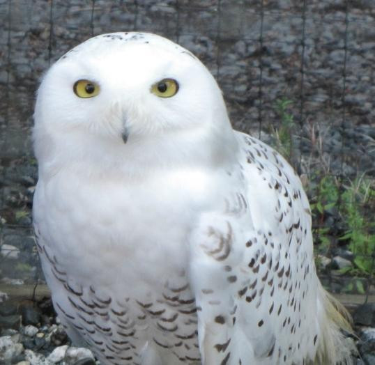 Alaska Raptor Center-锡特卡必去景点