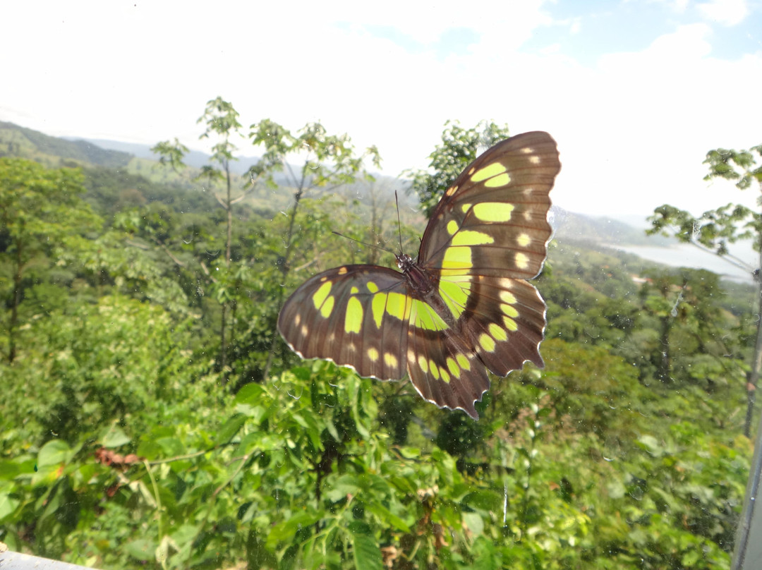The Motmot Jungle-福德圣卡洛斯必去景点