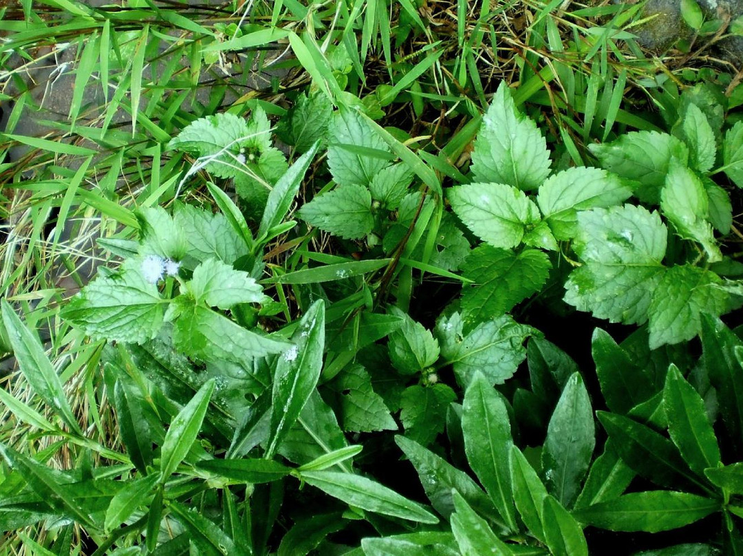 Mount Bunder-茂物必去景点
