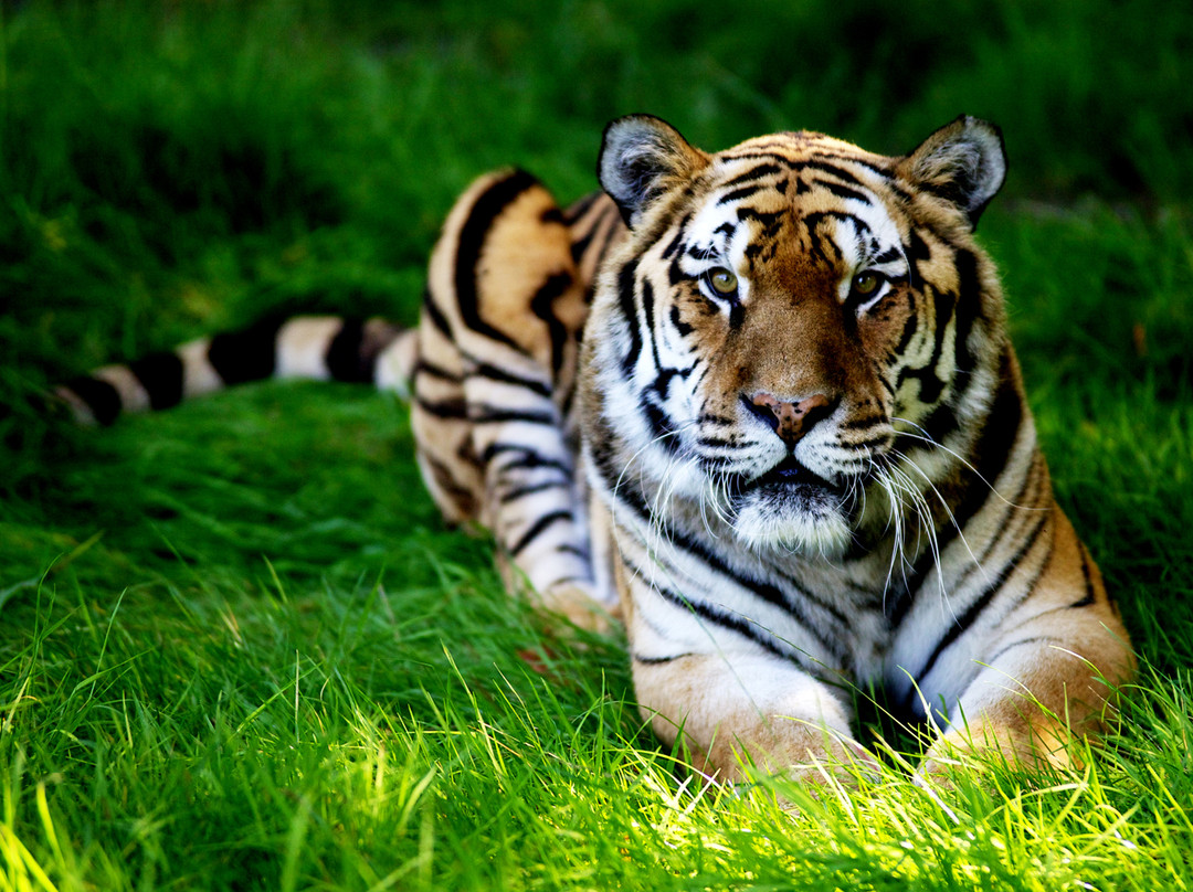 Woburn Safari Park-Woburn必去景点