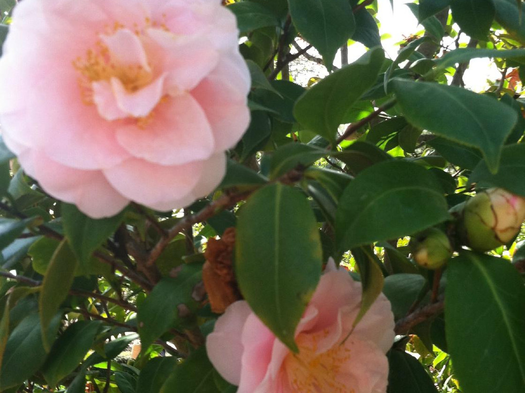 Virginia Robinson Gardens-比佛利山必去景点