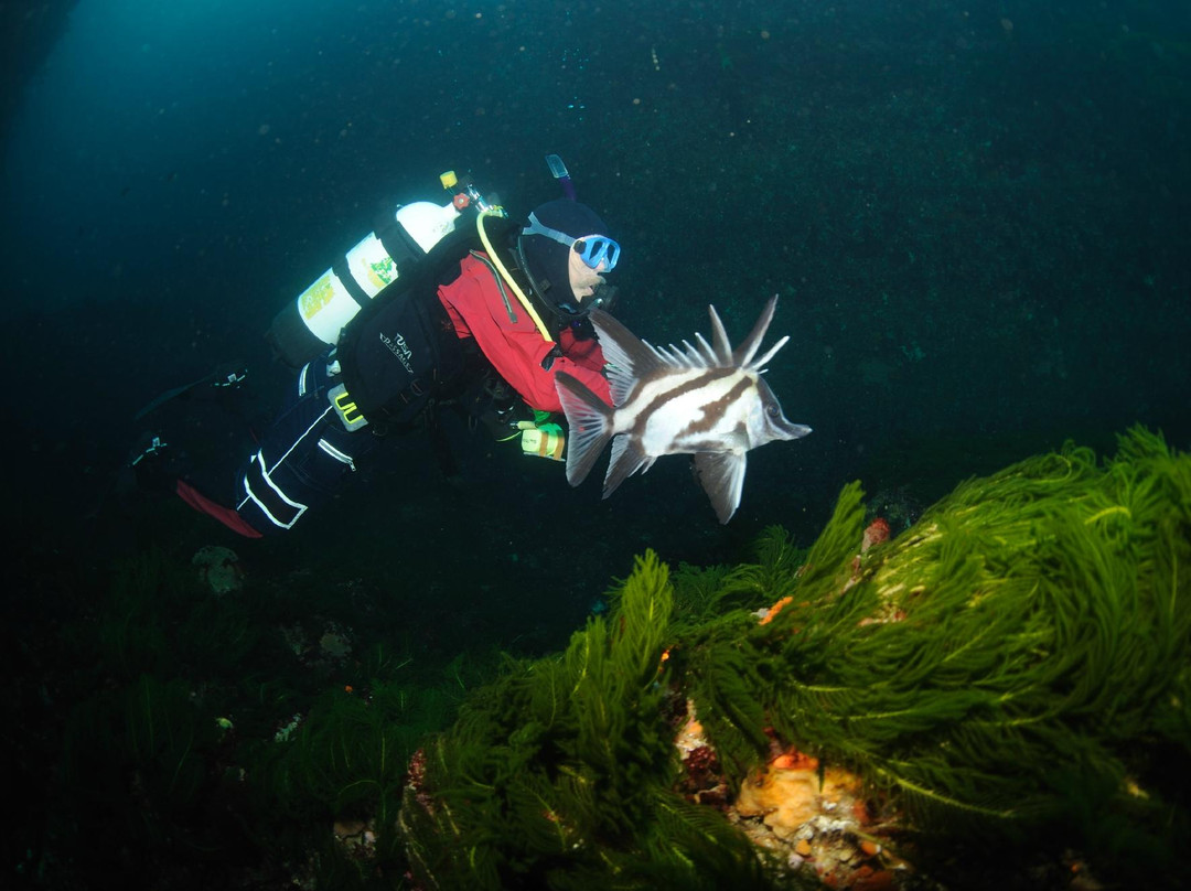 Eaglehawk Dive Centre-伊格尔霍克内克必去景点