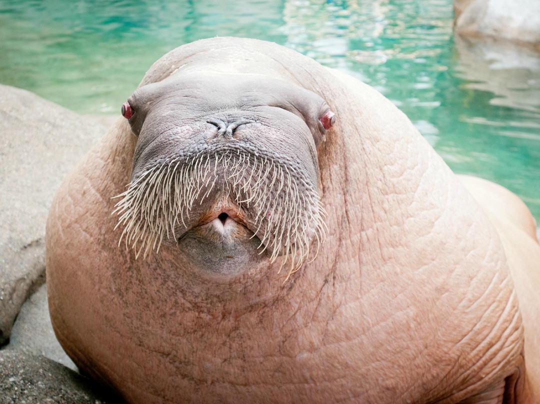 Point Defiance Zoo & Aquarium景点图片