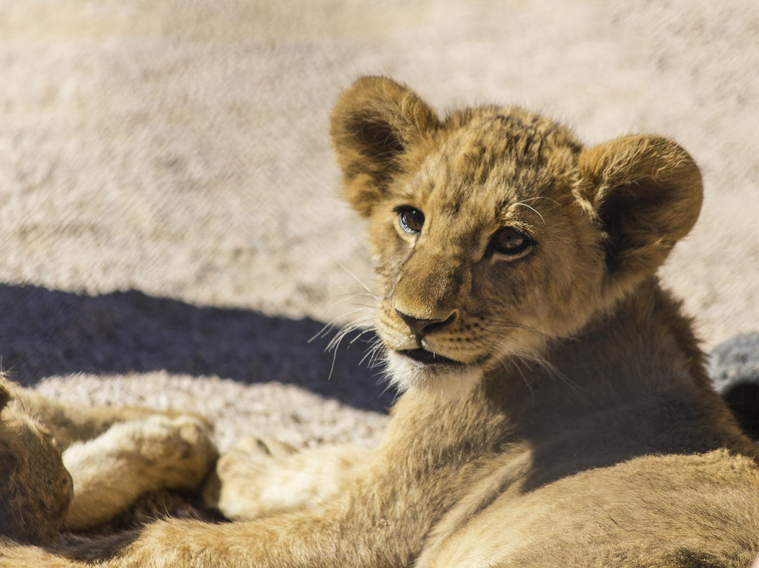 Lion Habitat Ranch-亨德森必去景点