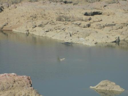 Ken Gharial Sanctuary景点图片