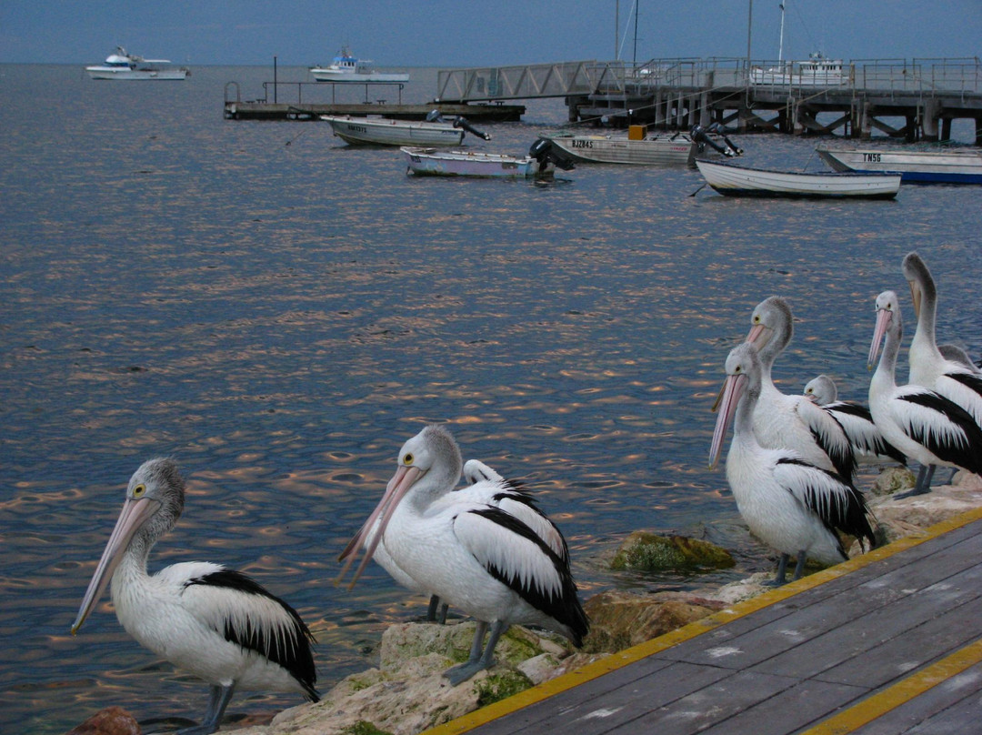Pelican Feeding景点图片