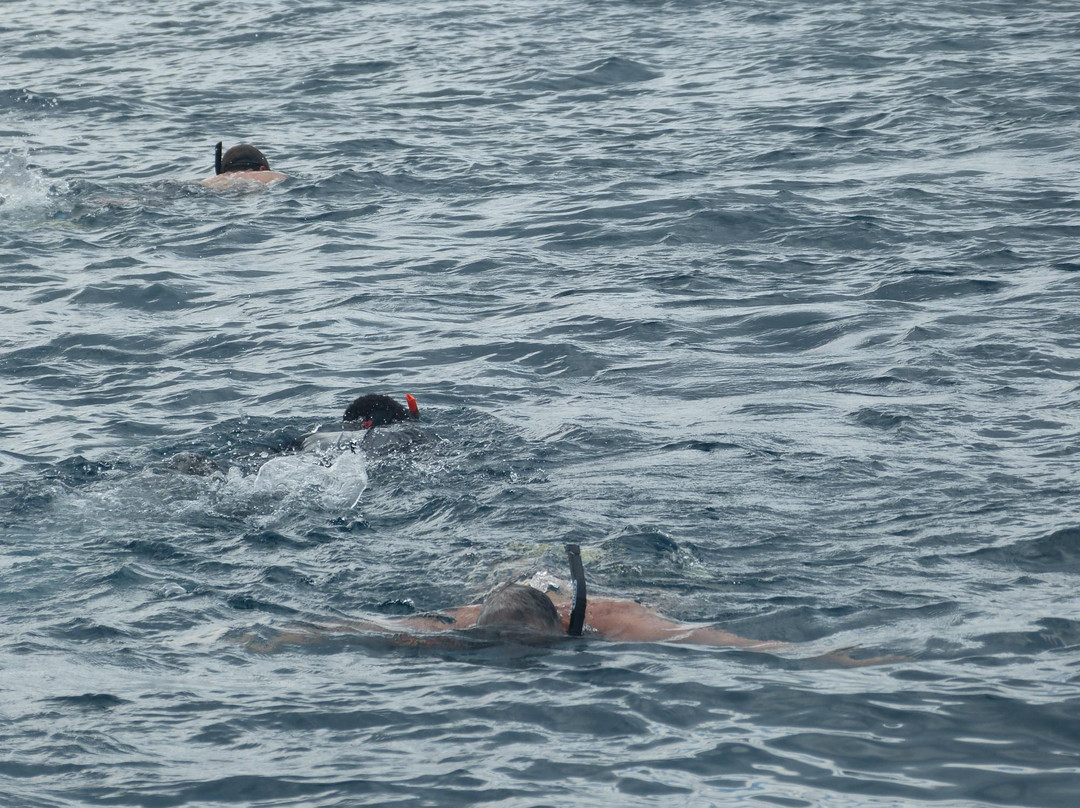 Taveuni Dive-塔韦乌尼岛必去景点