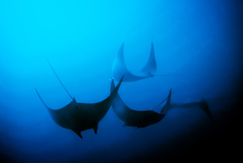 Scuba Coiba景点图片