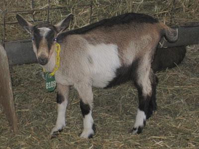 Poplar Goat Farm Tours-Scandia必去景点