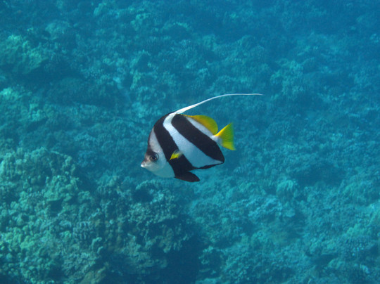 Quicksilver Maui Snorkeling Charters-怀露库必去景点