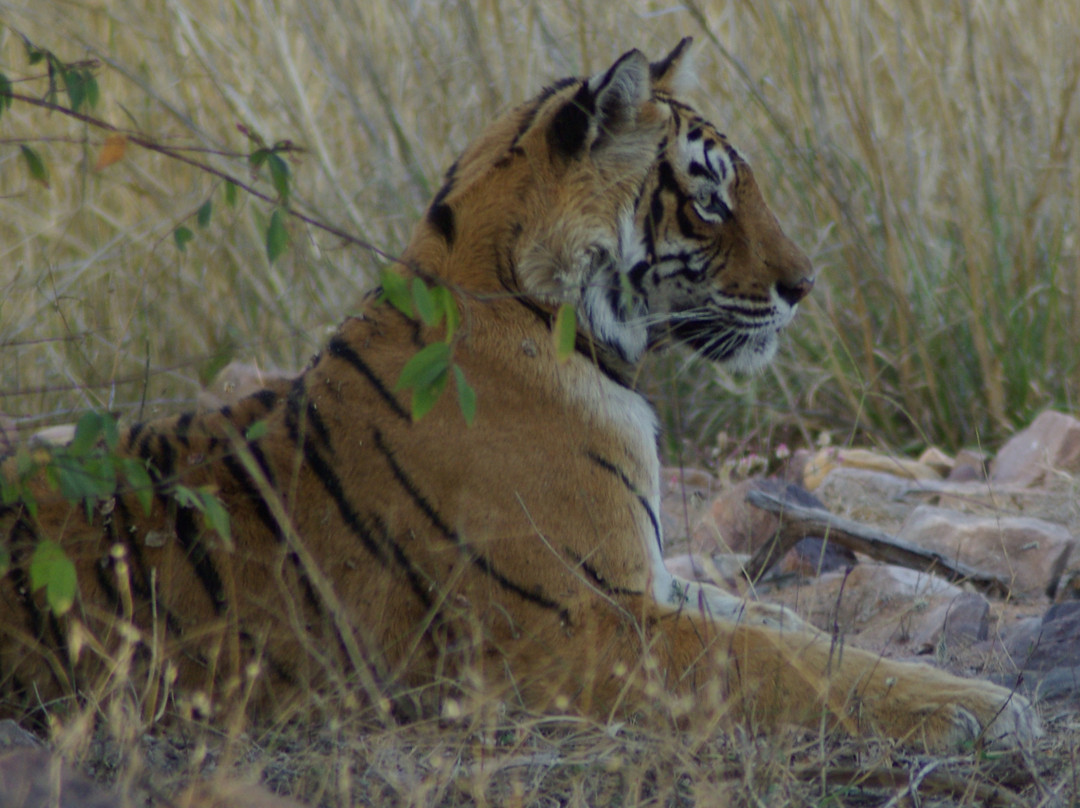 Ranthambore National Park景点图片