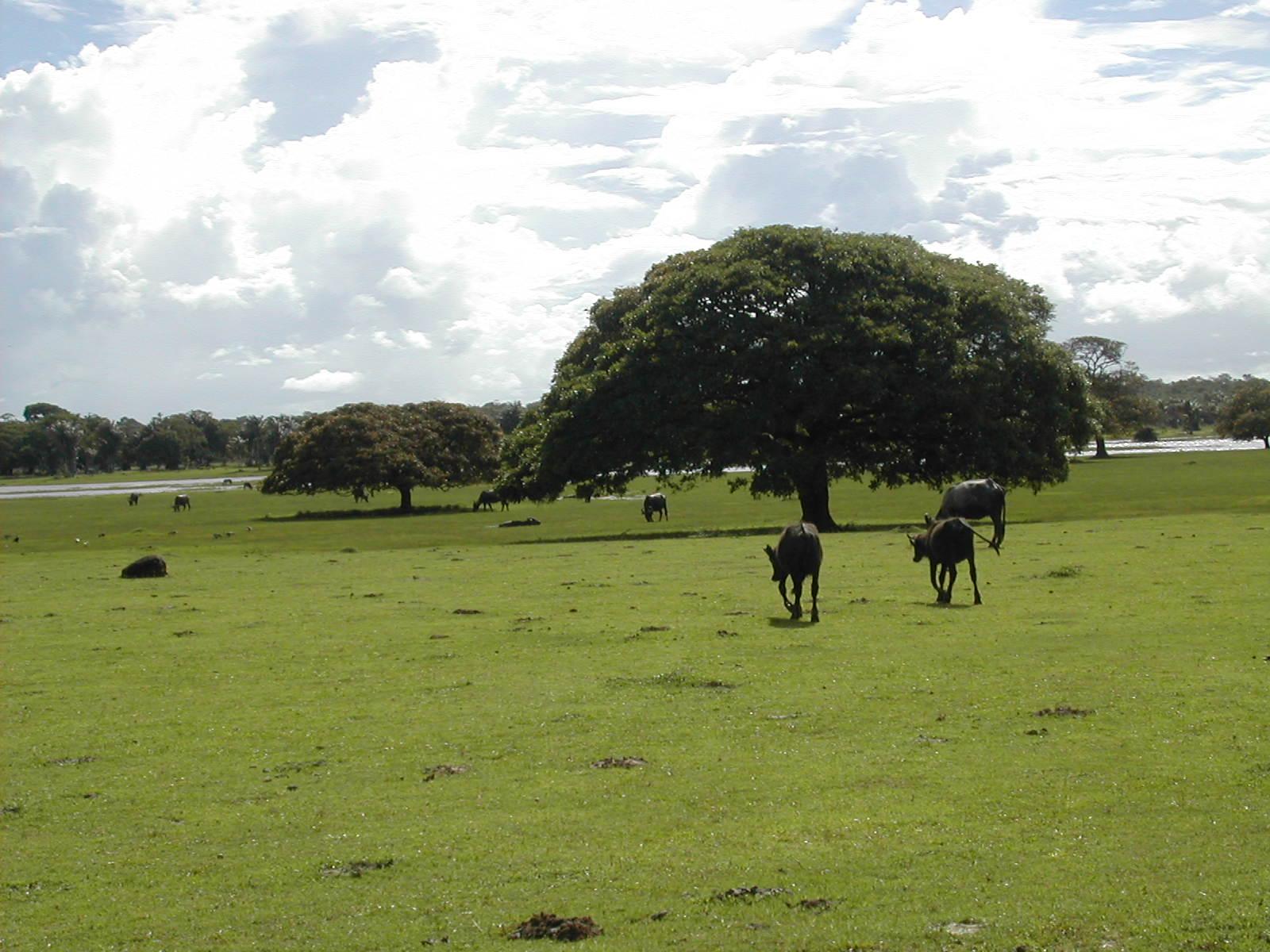 Hotel Ilha do Marajo-客卧