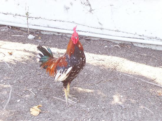 马洛里广场-基韦斯特必去景点