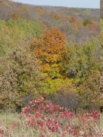 Maple Wood Park景点图片