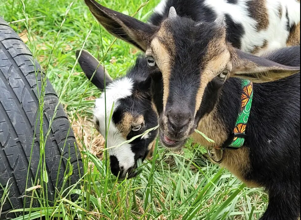 Candy Mountain Goat Farm景点图片