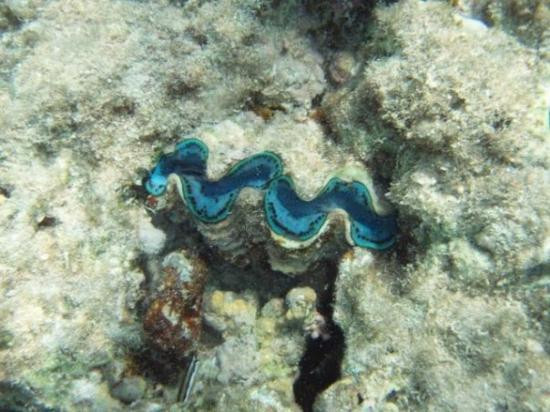 Shark's Bay Beach-沙姆沙伊赫必去景点