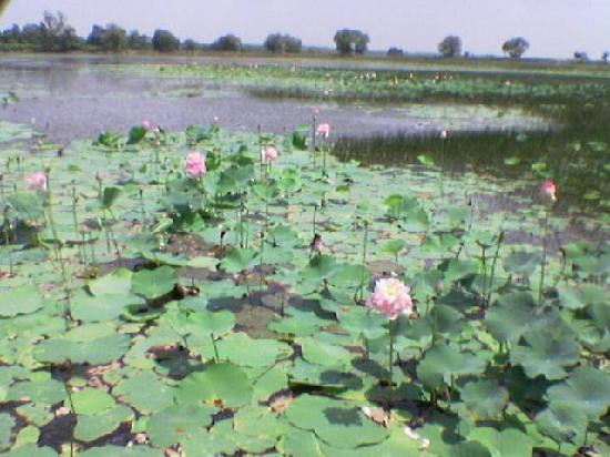 Tadoba Andhari National Park景点图片