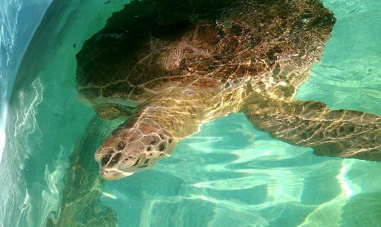 Sea Turtle, Inc.-南帕诸岛必去景点