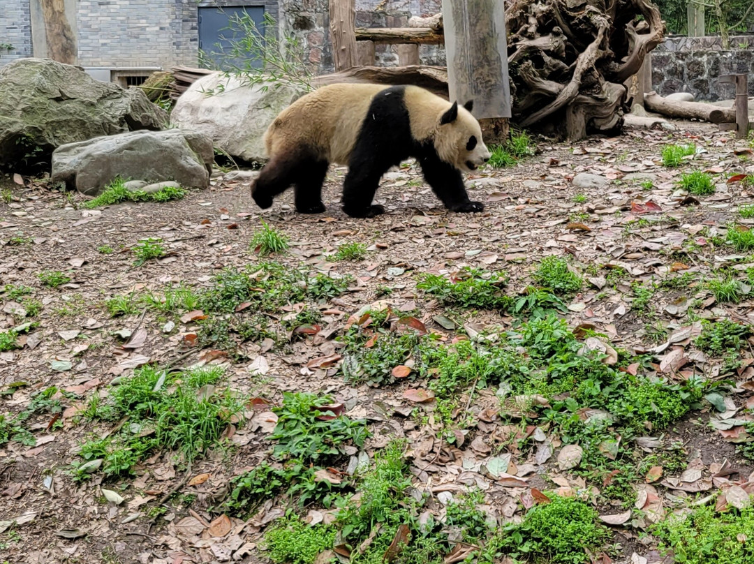 China Discovery Panda Volunteer景点图片