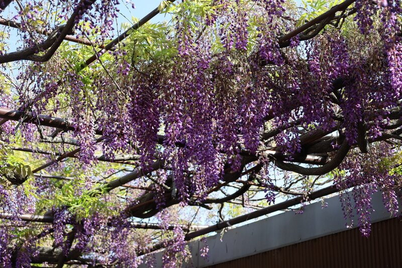 Kumanokaido Shindachiyado no Noda Fuji-泉南市必去景点