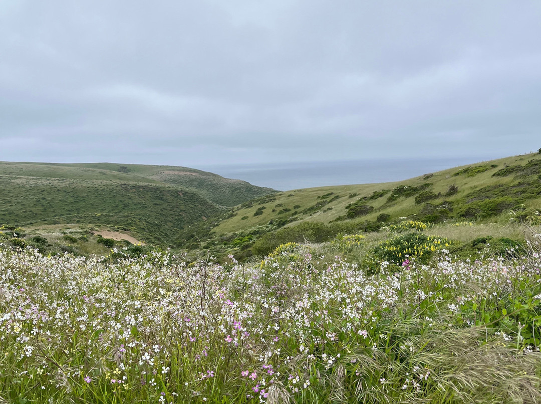 Tomales Point Trail景点图片