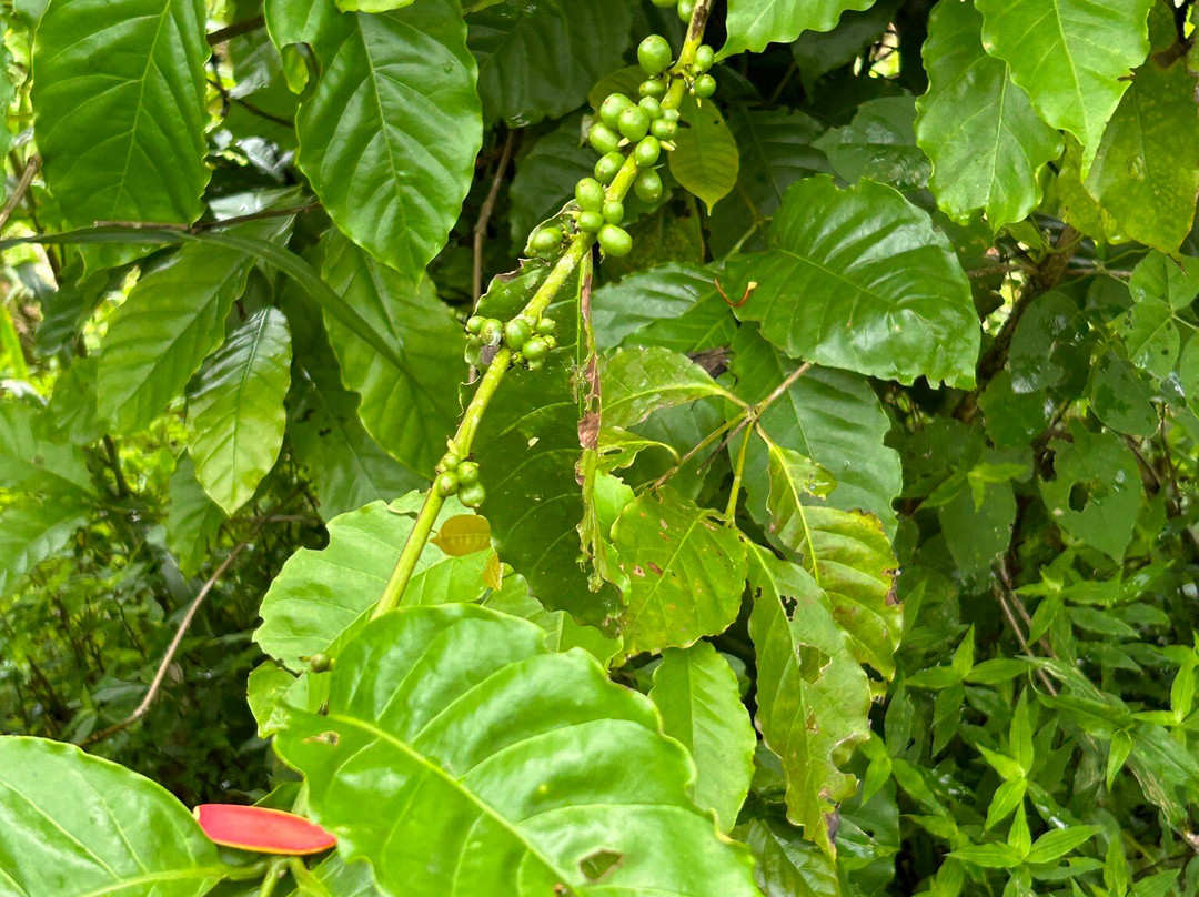 Ortinola Estates-St Joseph必去景点