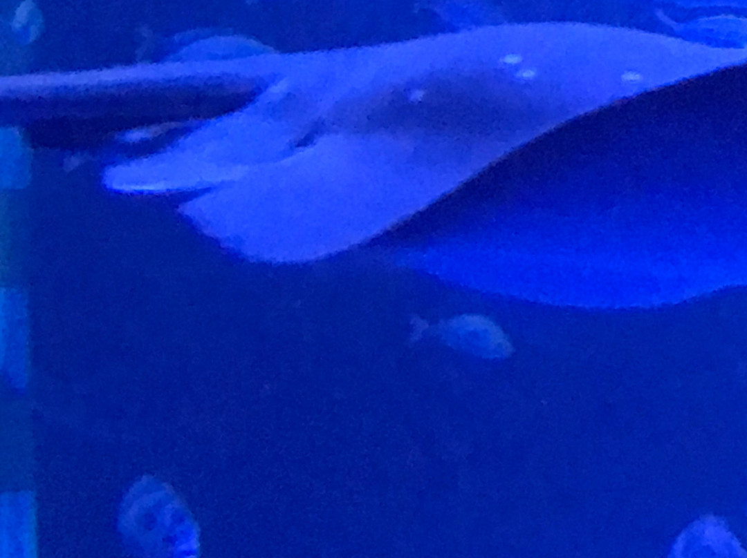 Notojima Aquarium景点图片