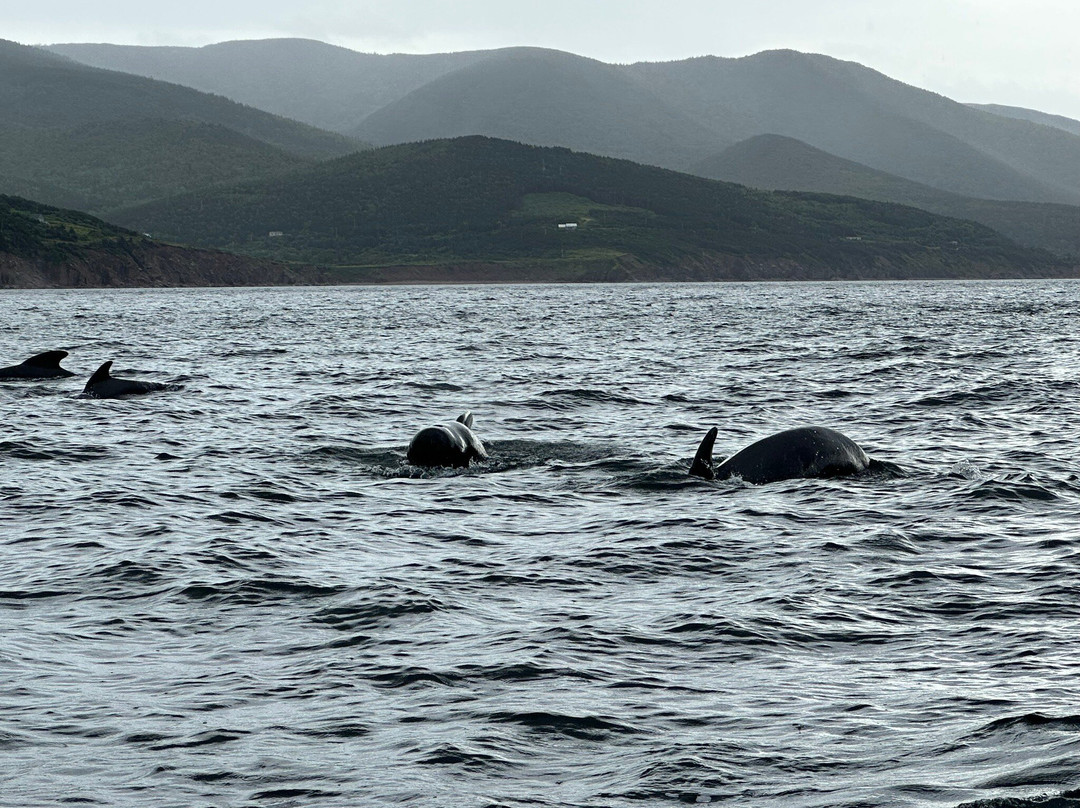 Cabot Trail Guaranteed Whales Adventures景点图片