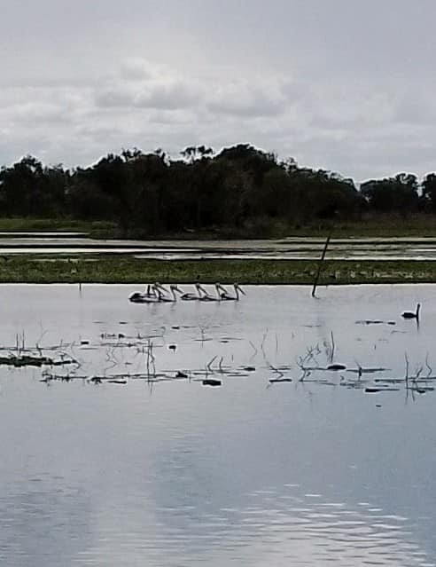 洛坎普顿植物园及动物园-罗克汉普顿必去景点