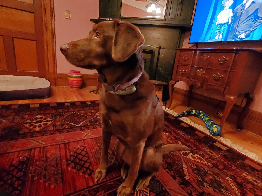 The Fox and the Grapes Bed and Breakfast主图