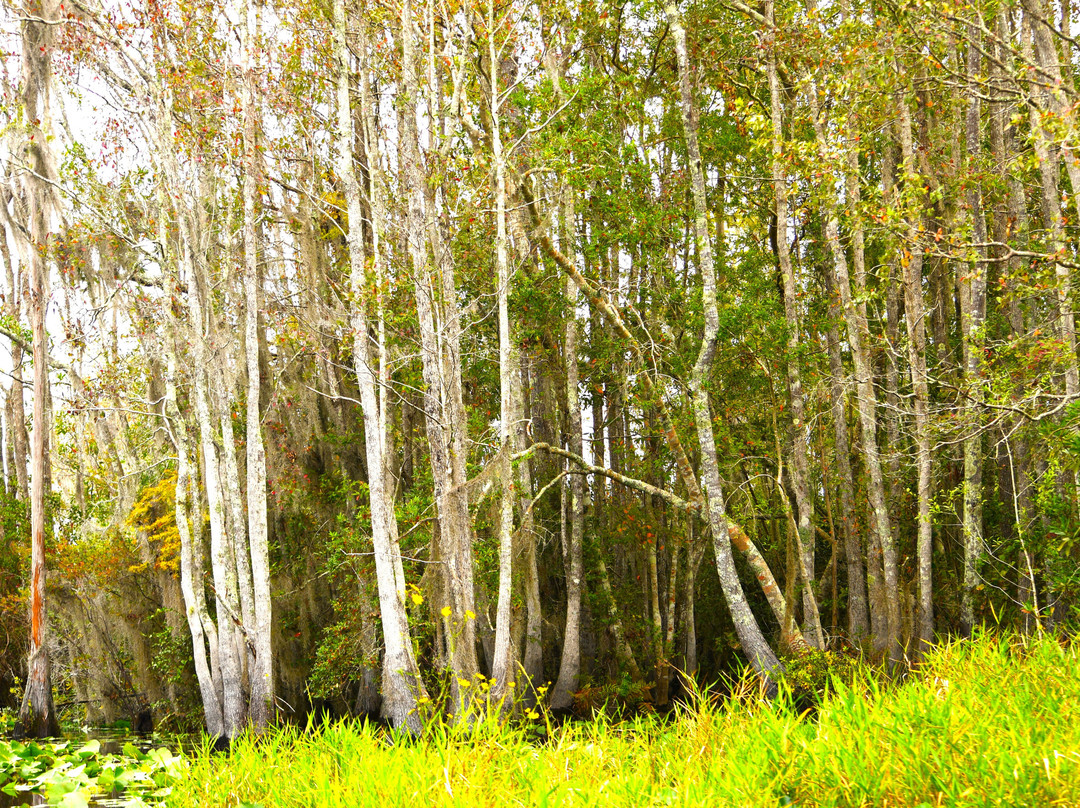 Stephen C. Foster State Park-Fargo必去景点