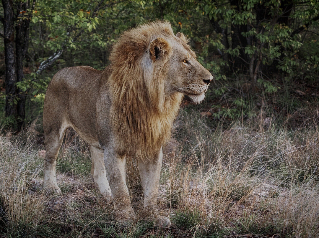 Kedibone Safaris景点图片