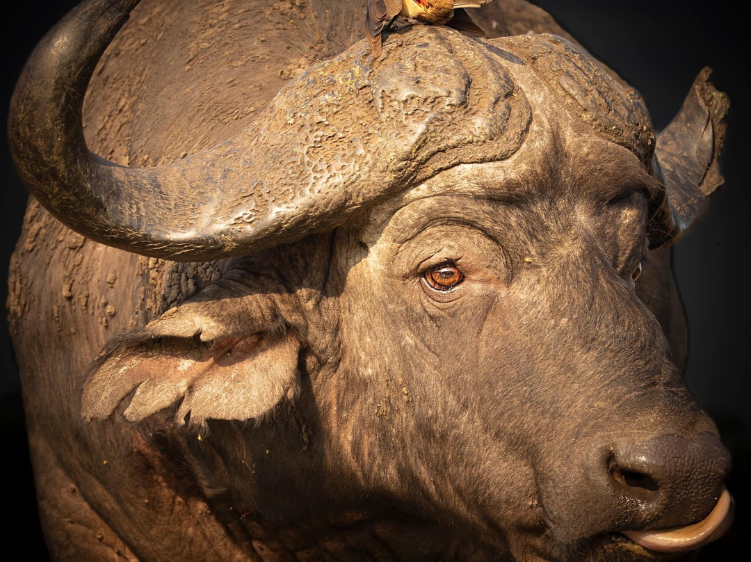 Zimanga Private Game Reserve-莫库斯必去景点