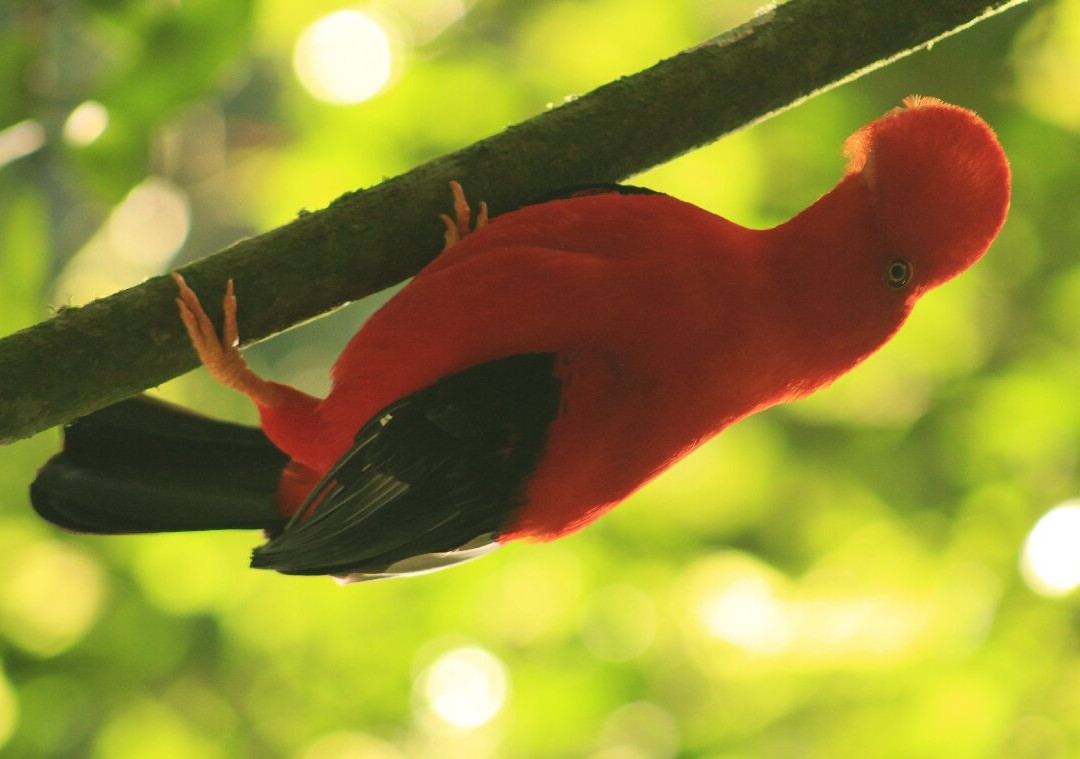 Gallito de Roca Preserve-Jardin必去景点