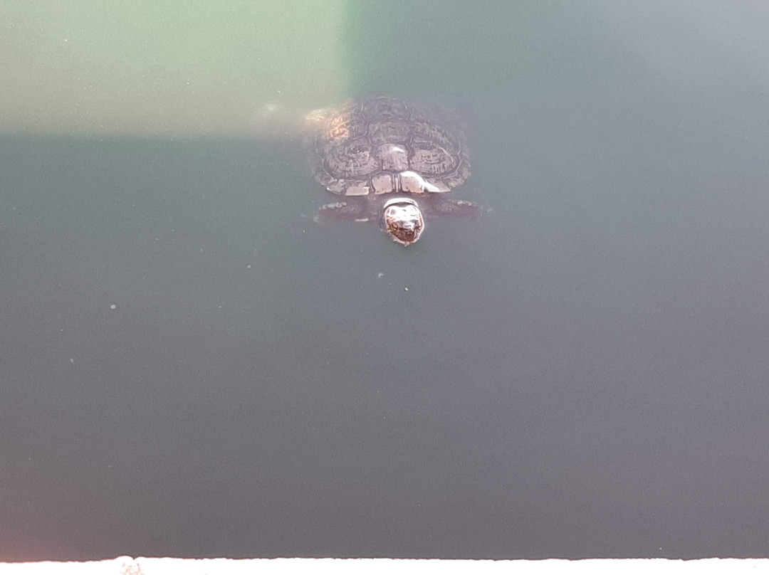 Jane Askew Memorial Park-Maricopa必去景点