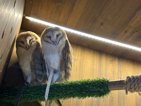 Soviny Dom  Anticafe-莫斯科必去景点