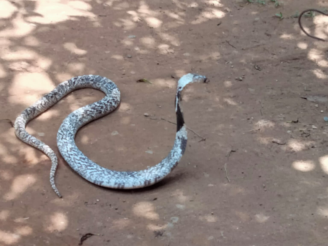 Snake Farm Thelijjawila景点图片